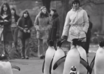 Erster Pinguin-Walk: Dieser Frau verdanken wir das Spazieren mit den Pinguinen