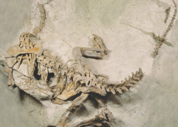 Das sind die 5 spektakulärsten Saurier-Funde in der Schweiz!