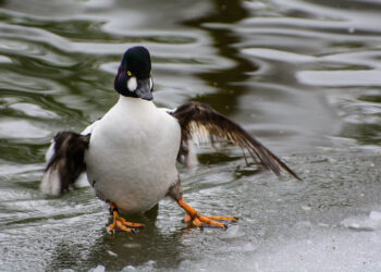 Guete Rutsch: Woher kommt der beliebte Neujahrsgruss eigentlich?